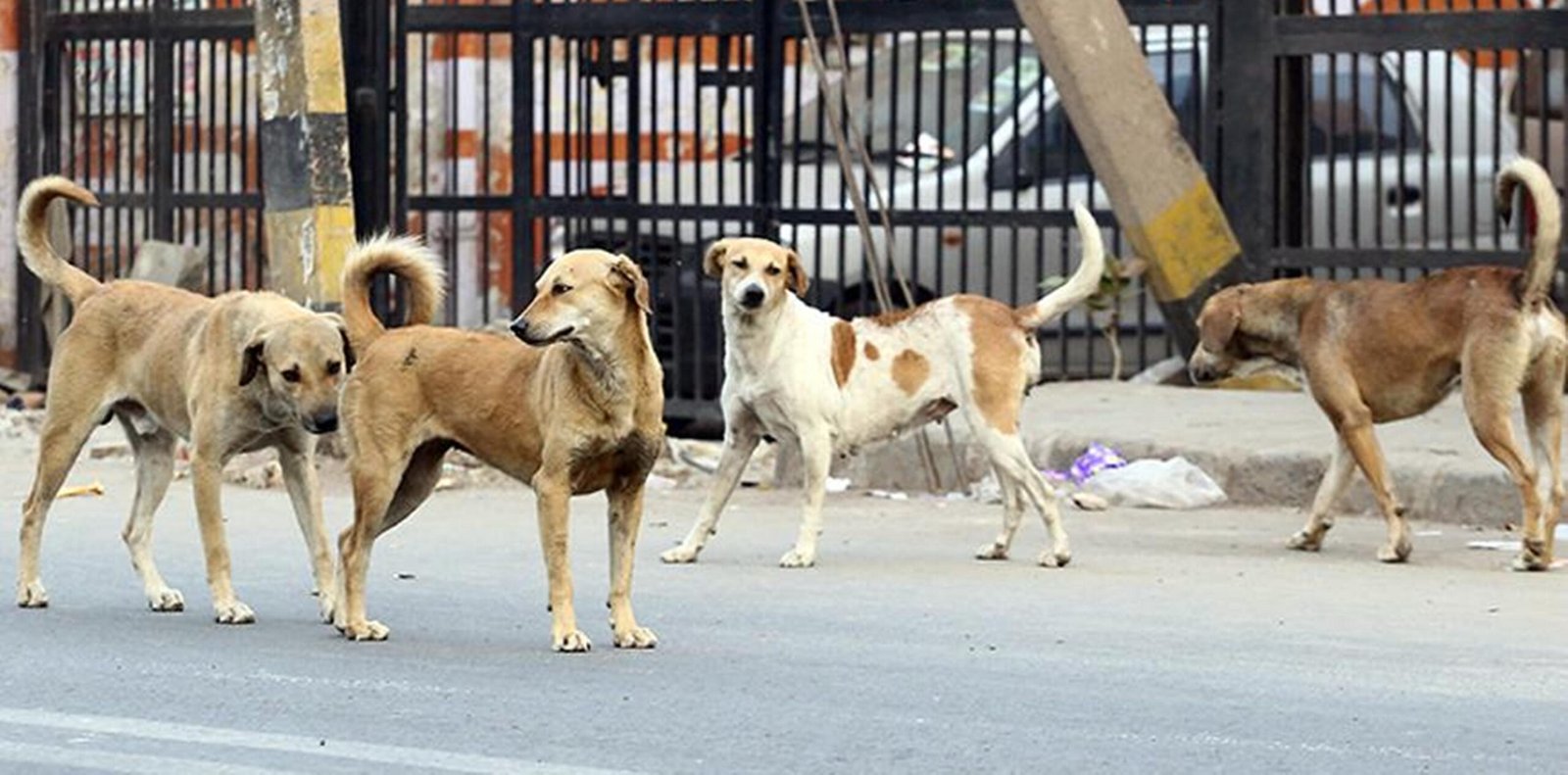 “सार्वजनिक स्थलों पर आवारा पशुओं पर नियंत्रण- जनसुरक्षा पर बड़ा कदम”